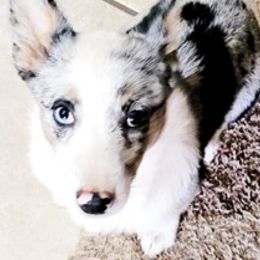 American Corgis and Pomeranians from Circle R Kennels