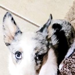 American Corgis and Pomeranians from Circle R Kennels