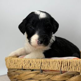 Dancer - Black and white female Sheepadoodle puppy in Greeneville, Tennessee from Smokey Mountain Sheepadoodles