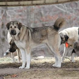 Maple - Anatolian Shepherd Dog