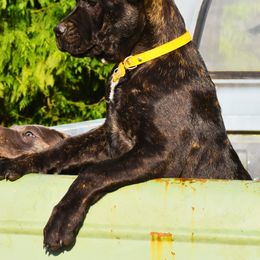 Polly - Black brindle Cane Corso puppy in Arlington, Washington from Folkvar Cane Corso