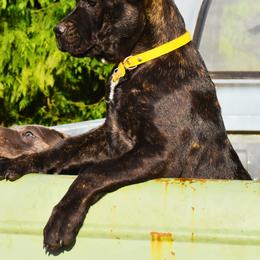 Polly - Black brindle Cane Corso puppy in Arlington, Washington from Folkvar Cane Corso