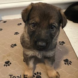 German Shepherd Puppies from Coterie Shepherds