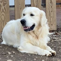 Asher - Golden Retriever