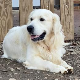 Asher - Golden Retriever