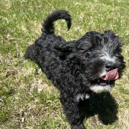 Red Boy - Bernedoodle puppy in Wexford County, Michigan from Blissful Bernedoodles