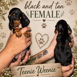 Black and Tan Female - Black and tan female Dachshund puppy in Williston, Florida from Teenie Weenie Dachshunds
