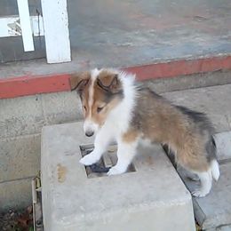 Collie Puppies from Whites Collies