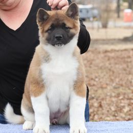  Puppies from Quantum Akitas