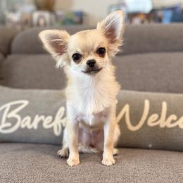 Fergie - Fawn and white female Chihuahua puppy in Orlando, Florida from Figgy’s Chihuahuas