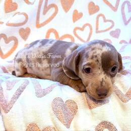 Isabella and Tan Dapple Male Smooth Teal Collar - Fawn (isabella) and tan male Dachshund puppy in Cleveland, Tennessee from Kelly's Doxie Farm