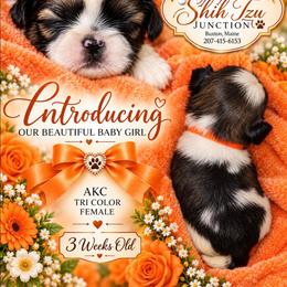 Puppy 5 orange - Tricolor female Shih Tzu puppy in Buxton, Maine from Shih Tzu Junction