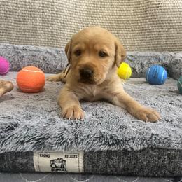 Light Pink Collar Female - Yellow female Labrador Retriever puppy in Hurtsboro, Alabama from PARK’s Family Farm