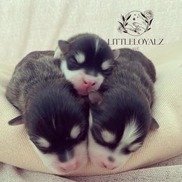 Pomsky Puppies from LittleLoyalzLLC
