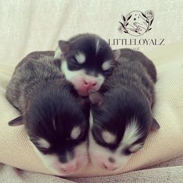 Pomsky Puppies from LittleLoyalzLLC