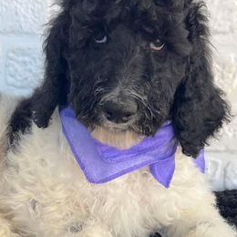 Goldendoodle and Poodle Puppies from Elizabeth Rocha's Doodles