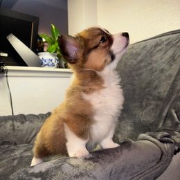 Red - Sable male Pembroke Welsh Corgi puppy in Moreno Valley, California from Playful Corgis