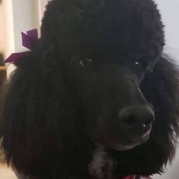 Poodles from West End Standard Poodles & Doodles