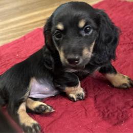 Roxy - Black and cream female Dachshund puppy in Bradenton, Florida from Leah’s Suncoast Doxies