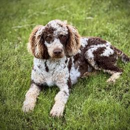 Aussiedoodle, Miniature Australian Shepherd, and Poodle Puppies from Classic K9’s  Aussies & Doodles