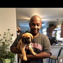 Cane Corso Puppies from Steel Cane Corso