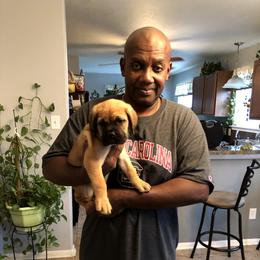Cane Corso Puppies from Steel Cane Corso