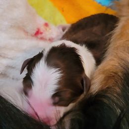 Girl 1 - White and red Border Collie puppy in Montesano, Washington from Misty Mountain Border Collies