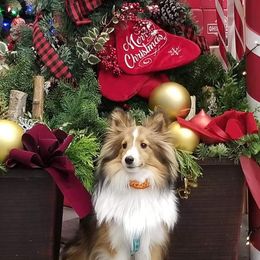 Shetland Sheepdog All Grown Up from Fox Point Farm Toy Shelties