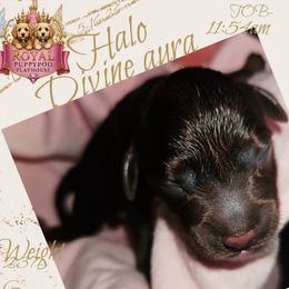 Halo - Brown female Schnoodle puppy in Demorest, Georgia from Royal Cockapoo Playhouse
