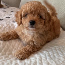 Miller - Brown male Maltipoo puppy in South Jordan, Utah from Ollie-Pop Paws Breeding