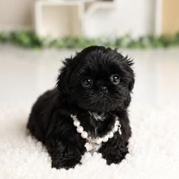 Pearl - Black female Shih Tzu puppy in Douglas, Massachusetts from Majesty’s Shih Tzus