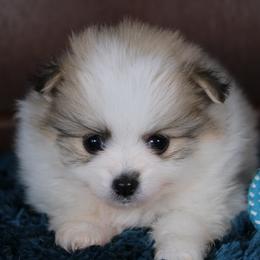AKC Kobe - Cream sable parti male Pomeranian puppy in Albany, Indiana from Hatz Off Puppies