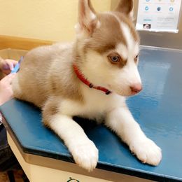 Siberian Husky Puppies from Vixen Siberians