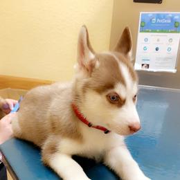 Siberian Husky Puppies from Vixen Siberians