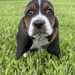 Tri male2 - Black tan and white male Basset Hound puppy in Hudson, Michigan from Bachman’s Kennel