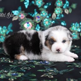 Juniper - Blue merle female Australian Shepherd puppy in Herriman, Utah from Painted Blue Aussies