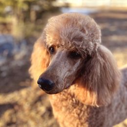 Mina - Poodle