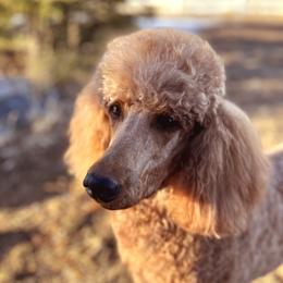 Mina - Poodle