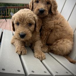 Goldendoodle Puppies from Doodifuldoods
