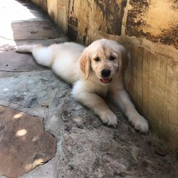 Golden Retriever and Goldendoodle Puppies from Guppy Puppies