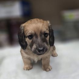 Marley - Cream male Dachshund puppy in Oklahoma City, Oklahoma from OkieDoxieland Dachshunds
