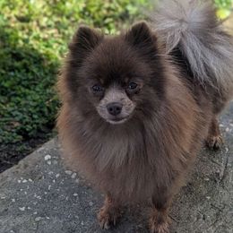 Luna - Pomeranian