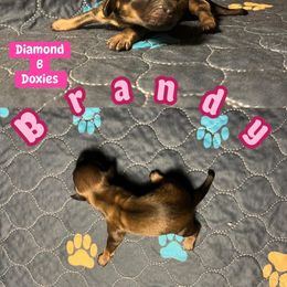 Brandy - Cream female Dachshund puppy in Pilot Point, Texas from Diamond B Doxies