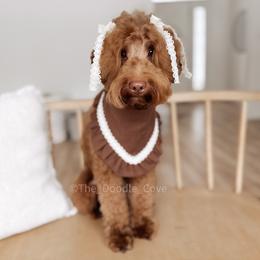 Jetty - Goldendoodle