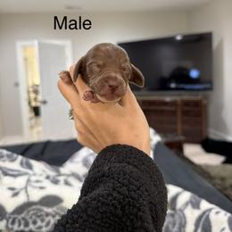 Dachshund Puppies from Double T Dachshunds