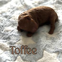Toffee - Red  male Poodle puppy in Dayton, Texas from Wolfe Island Poodles