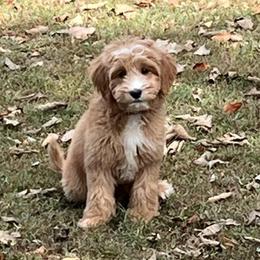 Pink Girl - Red  female Goldendoodle puppy in Richmond, Kentucky from The Doting Doodle