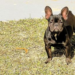 French Bulldogs from Royal Canine Kennel