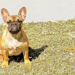 French Bulldogs from Royal Canine Kennel