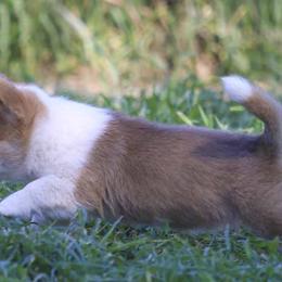 Pembroke Welsh Corgi Puppies from Rees Corgis